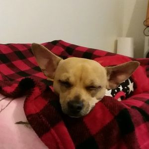 Meet your Posher, Evelyn